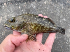 カサゴの釣果