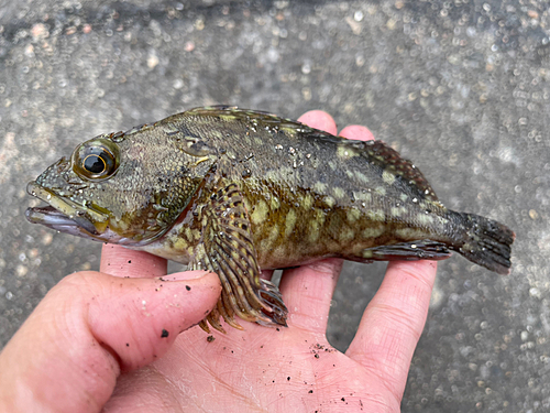 カサゴの釣果