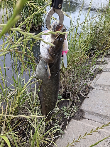 マナマズの釣果