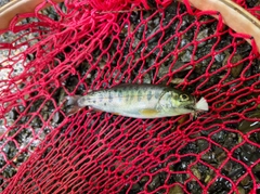 ヤマメの釣果