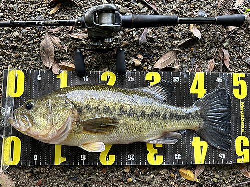 ブラックバスの釣果