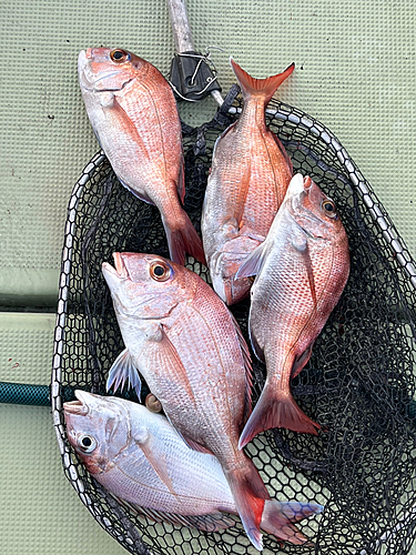 マダイの釣果