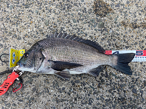 クロダイの釣果