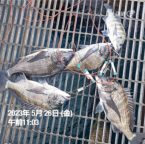 チヌの釣果