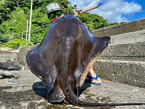 エイの釣果