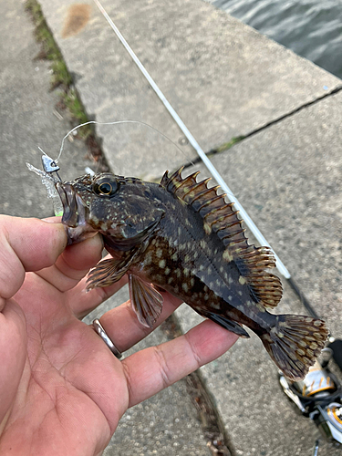 カサゴの釣果