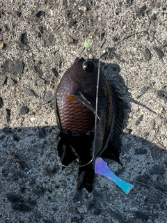 スズメダイの釣果