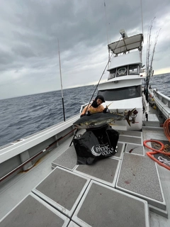 キハダマグロの釣果