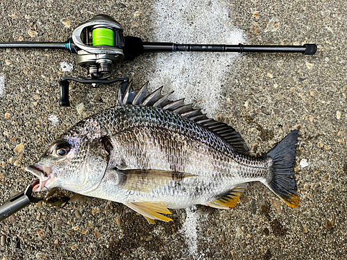 キビレの釣果