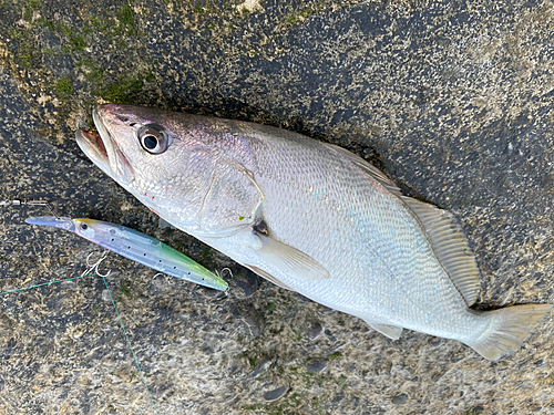 ニベの釣果