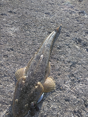 マゴチの釣果