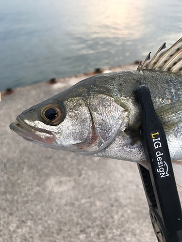 セイゴ（マルスズキ）の釣果