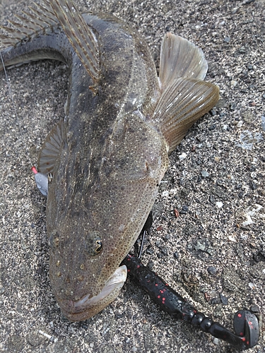 マゴチの釣果