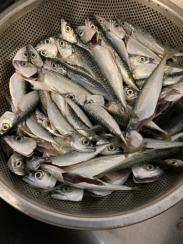 サバの釣果