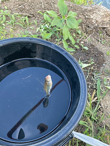 クチボソの釣果