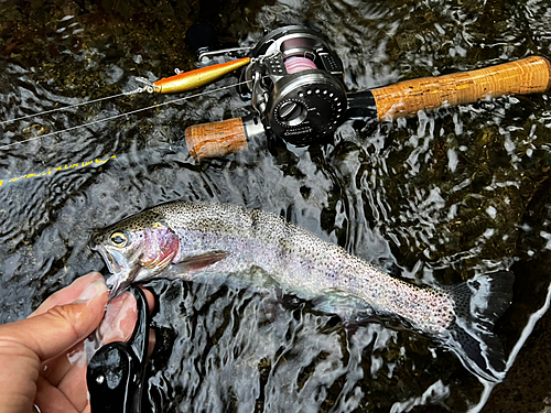 ニジマスの釣果