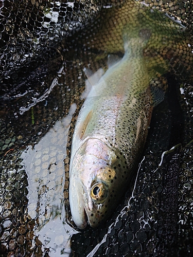 ニジマスの釣果