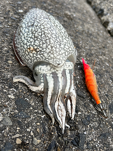 シリヤケイカの釣果