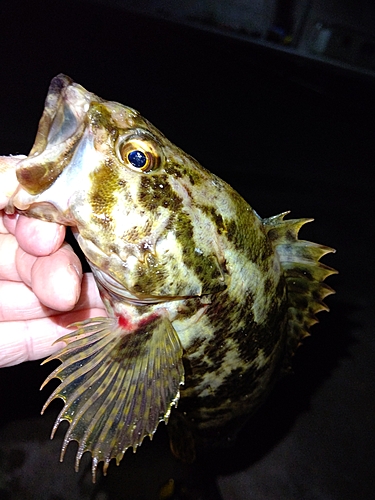 タケノコメバルの釣果