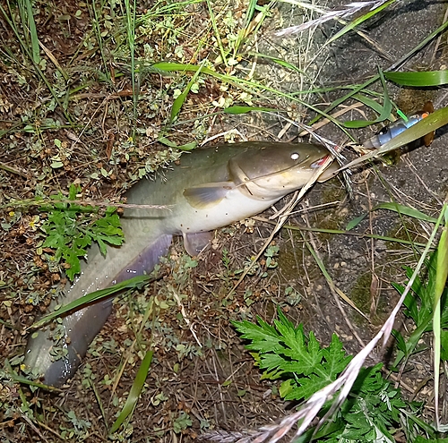 マナマズの釣果