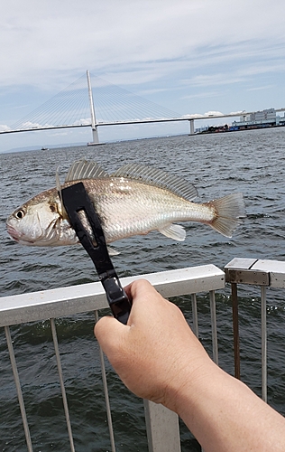 イシモチの釣果