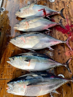 メバチマグロの釣果