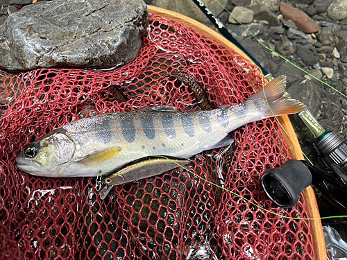 アマゴの釣果