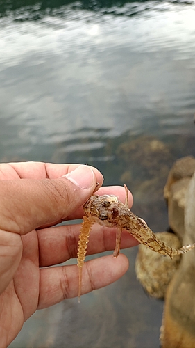 ハゼの釣果