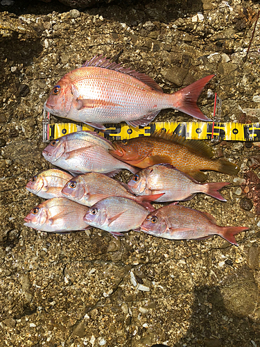 マダイの釣果