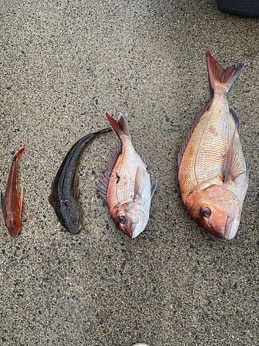 タイの釣果