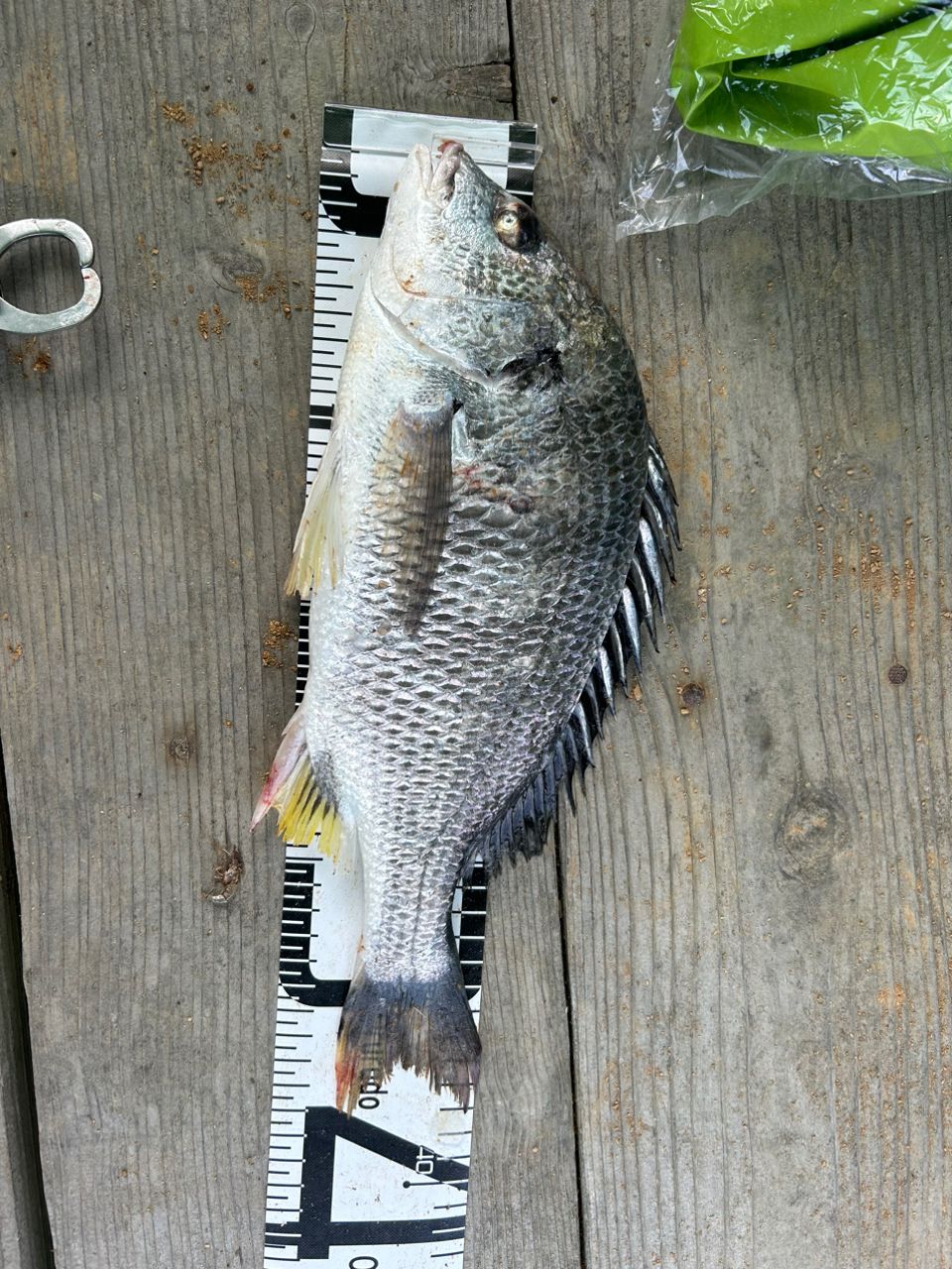 JUDAさんの釣果 2枚目の画像