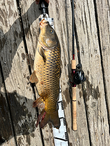 コイの釣果