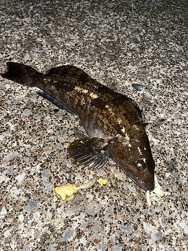 アイナメの釣果