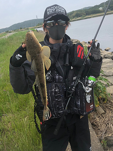 コチの釣果