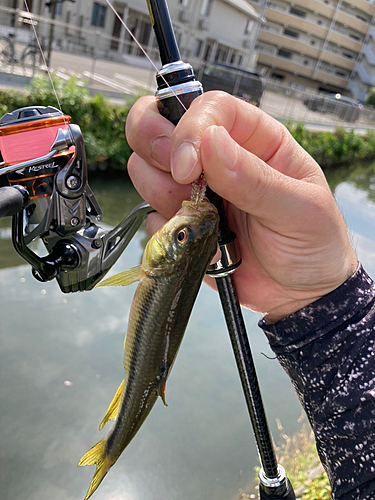 カワムツの釣果