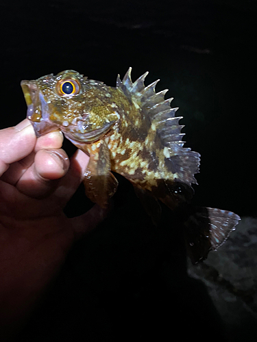 イセエビの釣果