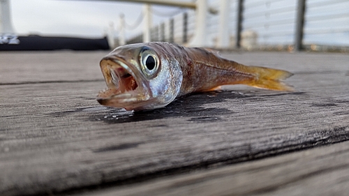 ムツの釣果