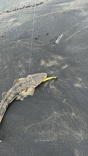 マゴチの釣果