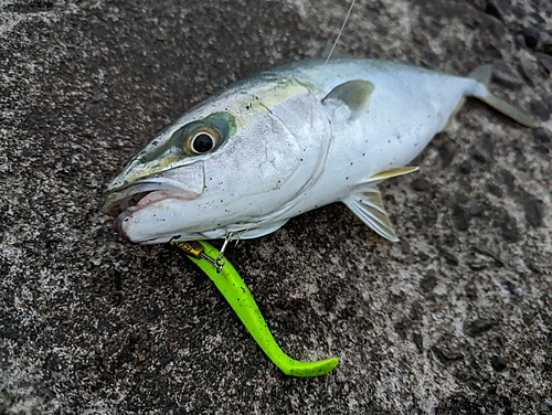 フクラギの釣果