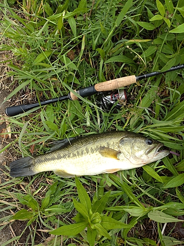 ブラックバスの釣果