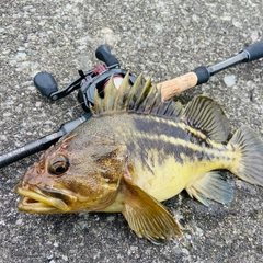 シマソイの釣果