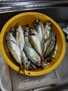 アジの釣果