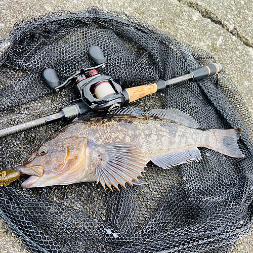 アイナメの釣果