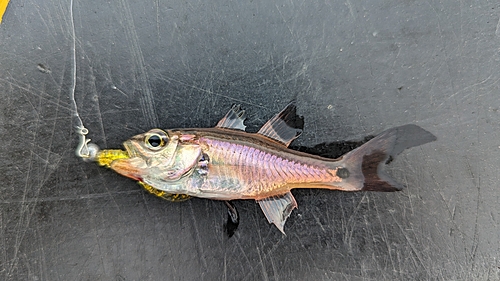 ネンブツダイの釣果