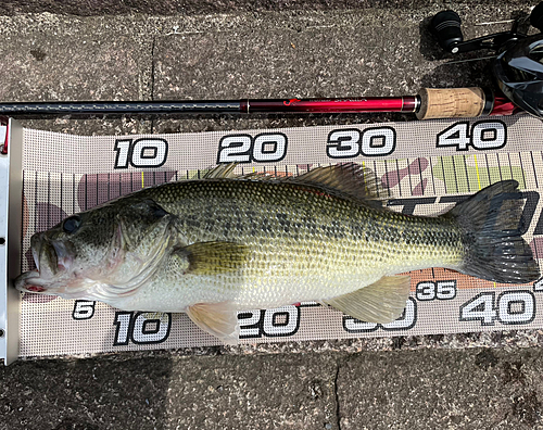 ブラックバスの釣果