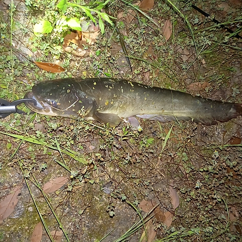 マナマズの釣果