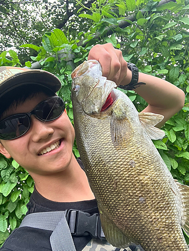 スモールマウスバスの釣果