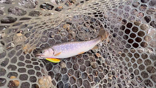 イワナの釣果