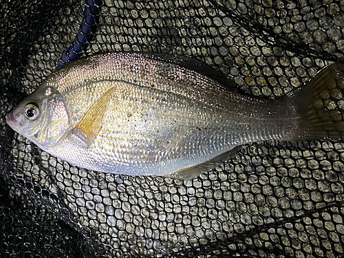 ウミタナゴの釣果