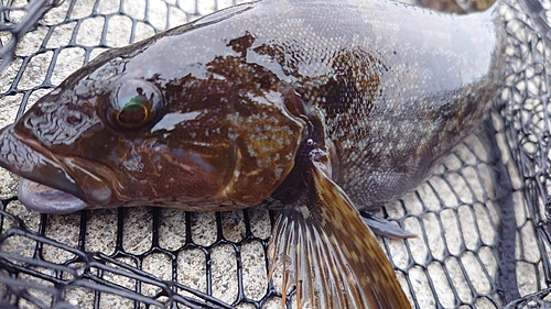 アイナメの釣果